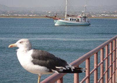 Insel Culatra - Portugal